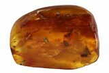 Fossil Cicada (Auchenorrhyncha) Larva & Flies (Diptera) In Amber #96205-6
